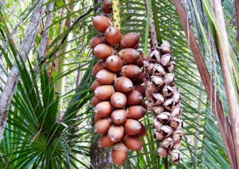 Óleo extraído de palmeira é um forte aliado na reconstrução capilar 