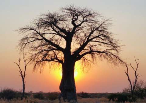 Símbolo de fertilidade e cura, árvore tem sementes e cascas medicinais 