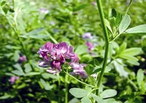 Vegetal rico em nutrientes e vitaminas é ideal para dietas 