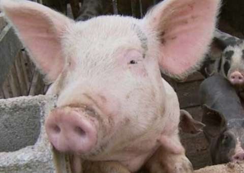 Homem morre após lutar com porco e ter o pênis arrancado  