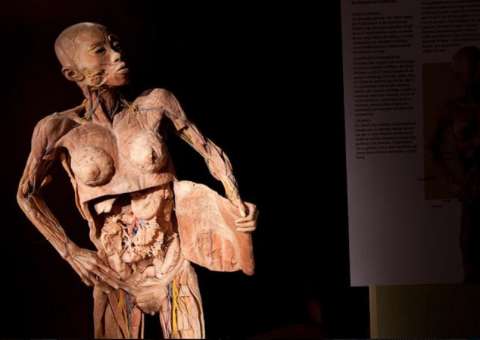 Exposição internacional 'O Fantástico Corpo Humano' continua em shopping de Manaus