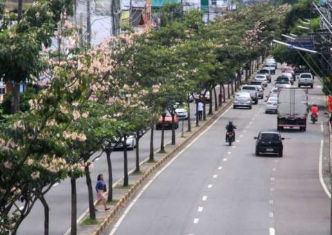 Ipês florescem em período atípico em Manaus  