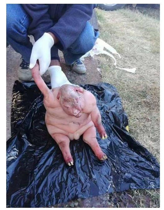 Semelhança de cordeiro com humano assusta moradores 