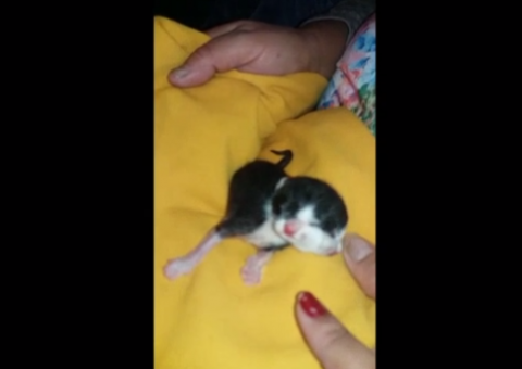 Animal nasce com dois rostos e fotos viralizam na internet