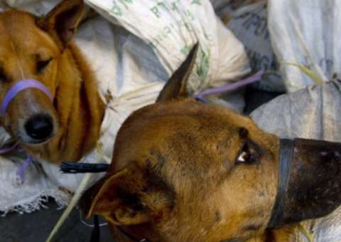 Cães de rua são mortos e vendidos como carne de frango a turistas  