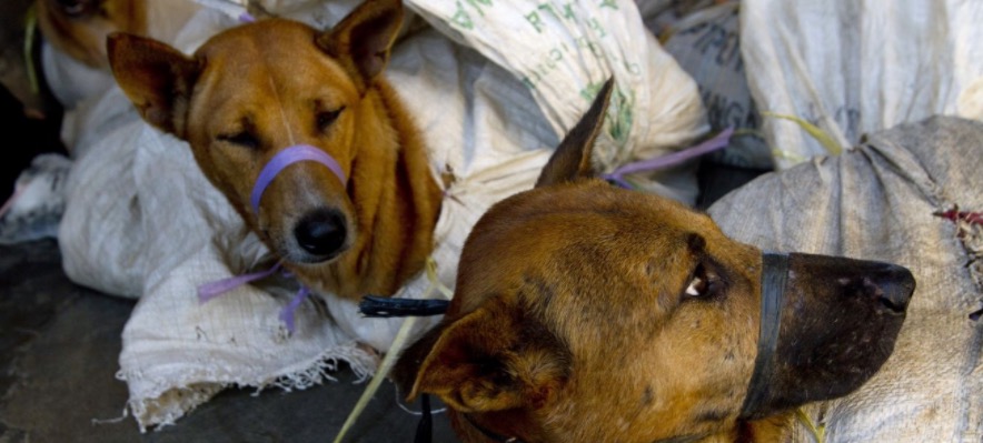 Cães de rua são mortos e vendidos como carne de frango a turistas  