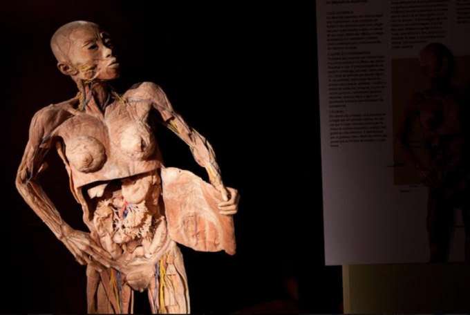 Exposição internacional O Fantástico Corpo Humano continua em Manaus