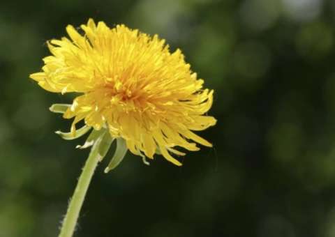 Conheça ervas medicinais indicadas para evitar inflamação no Pâncreas 