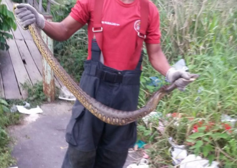 Sucuri de 1,5m ataca popular em zona urbana de Manaus