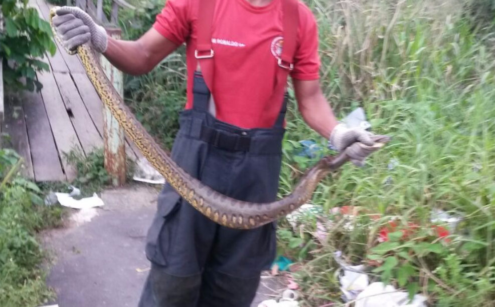 Sucuri de 1,5m ataca popular em zona urbana de Manaus