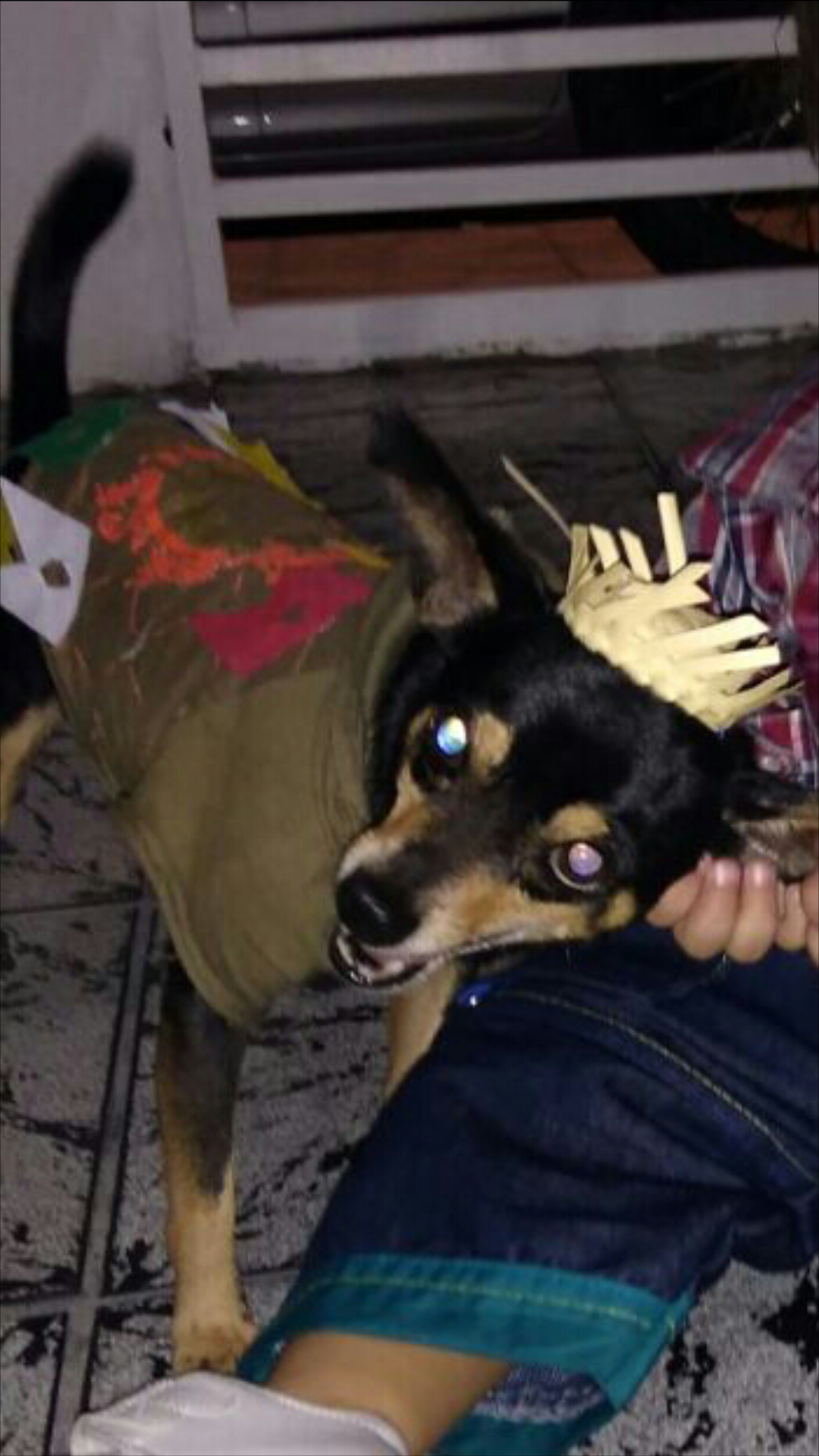 Pinscher desaparece misteriosamente durante festa junina em Manaus