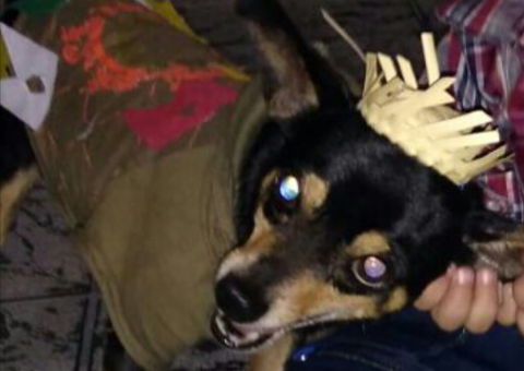 Pinscher desaparece misteriosamente durante festa junina em Manaus