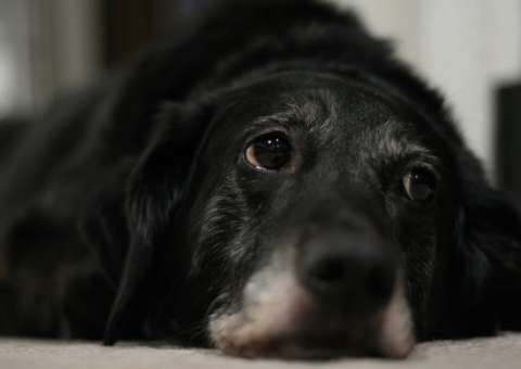 Vereador de Minas sugere comer carne de cachorro. Vídeo  
