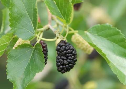 Folha mais rica em cálcio do que o leite de vaca é boa para saúde dos ossos  