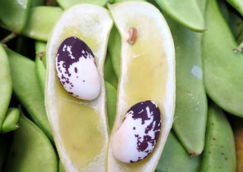 Tipo de feijão pode ajudar na absorção de açúcar no sangue 