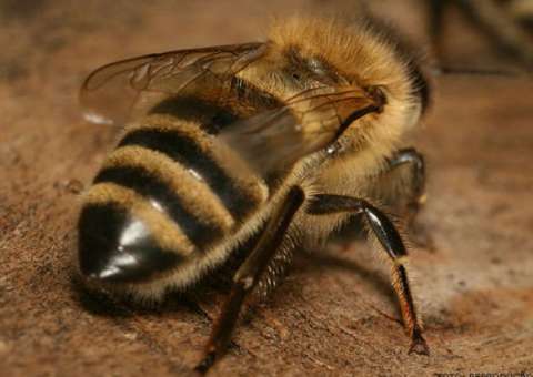 Criança de 2 anos vai parar no hospital após ser atacada por abelhas em Manaus