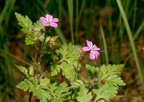 Além de purificar o sangue, erva pode tratar angina 