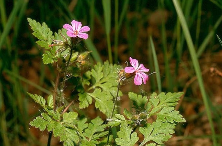 Além de purificar o sangue, erva pode tratar angina 