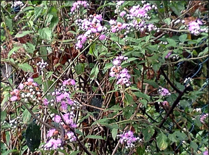 Pesquisa brasileira mostra eficácia de erva no combate ao câncer