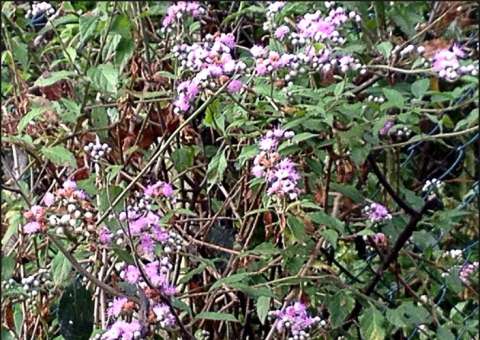 Pesquisa brasileira mostra eficácia de erva no combate ao câncer