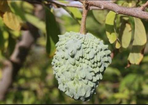  Rica em qualidades nutricionais, fruta ajuda a regular pressão arterial  
