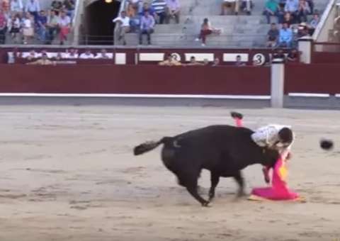 Toureiro é chifrado nos testículos durante evento e vídeo choca 