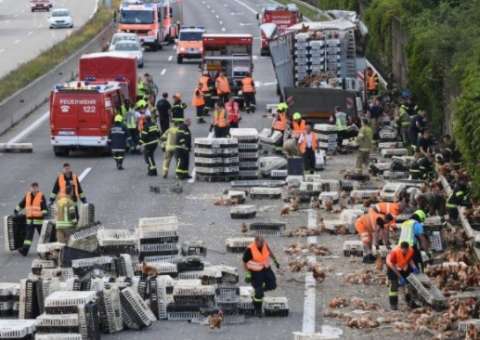 Sete mil galinhas bloqueiam estrada austríaca após caminhão perder carga 