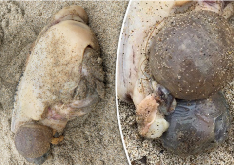 Criatura bizarra é achada em praia e intriga internautas