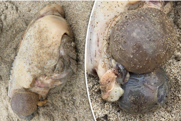 Criatura bizarra é achada em praia e intriga internautas