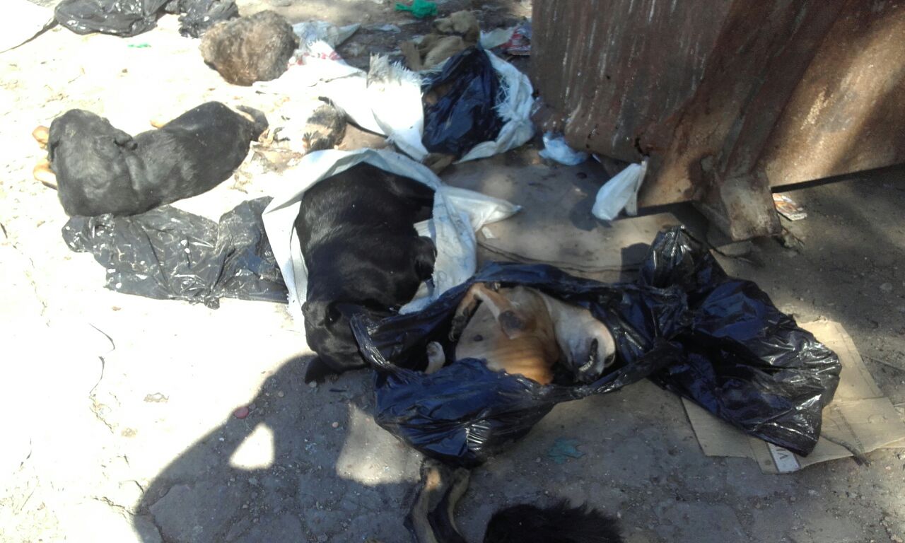 Gatos e cachorros congelados em lixeira de Manaus choca moradores