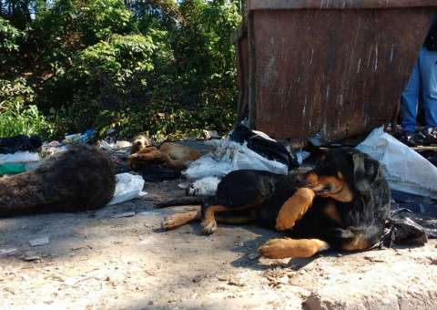 Gatos e cachorros congelados em lixeira de Manaus choca moradores