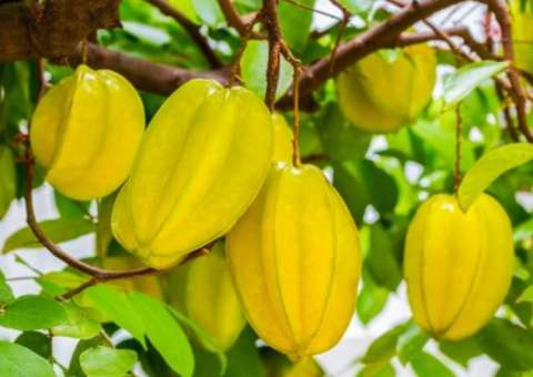 Folhas e raízes de caramboleira apresentam benefícios medicinais