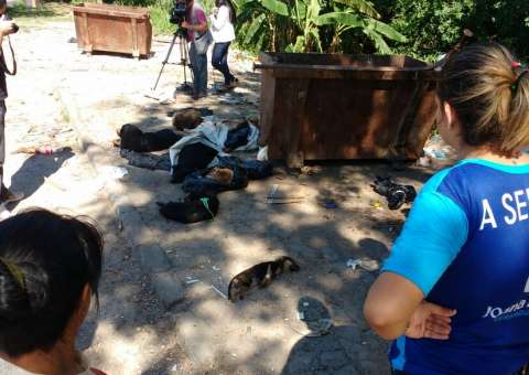 Veterinária revela detalhes sobre morte de animais congelados em lixeira de Manaus