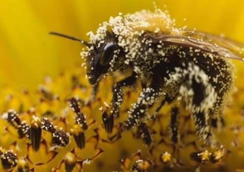 Superalimento produzido por abelhas, Pólen é rico em vitaminas e minerais importantes para a saúde