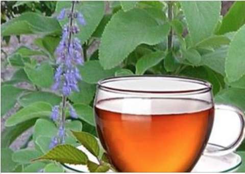 Comece a tomar chá dessa planta e em poucos dias seu fígado estará curado