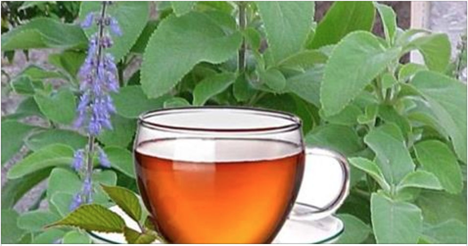 Comece a tomar chá dessa planta e em poucos dias seu fígado estará curado