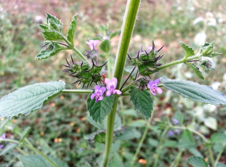 Planta com propriedades anti-inflamatórias combate alergias e inchaços 
