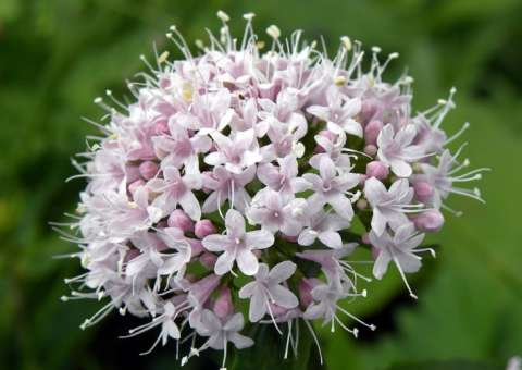 Planta que atua como calmante pode ajudar na perda de peso 