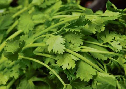 Erva esquecida, cura rins, pâncreas, intestino, fígado e é excelente para mulheres