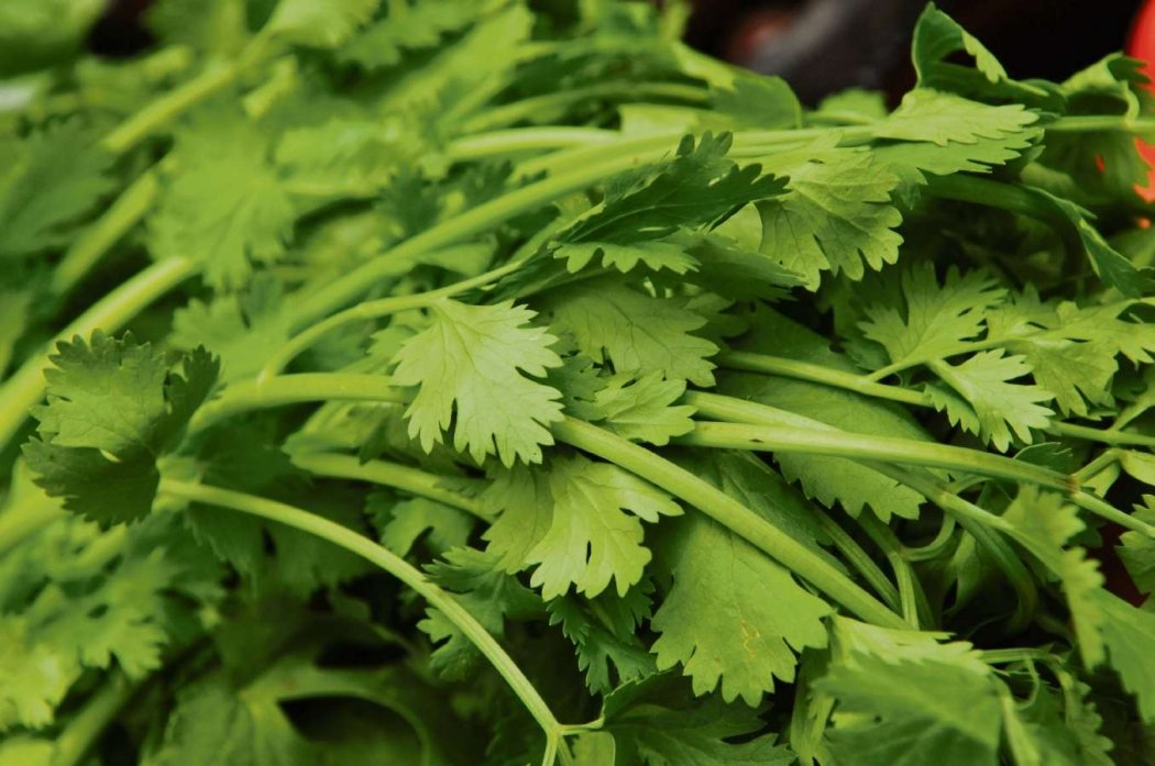 Erva esquecida, cura rins, pâncreas, intestino, fígado e é excelente para mulheres