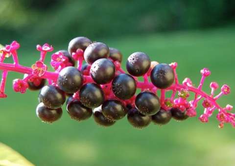 Planta tóxica tem ação anti-inflamatória e analgésica. Conheça 