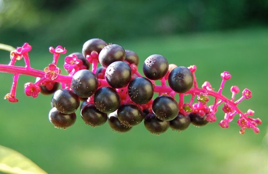 Planta tóxica tem ação anti-inflamatória e analgésica. Conheça 