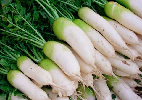 Vegetal pode ser aliado do emagrecimento se usado em chá 