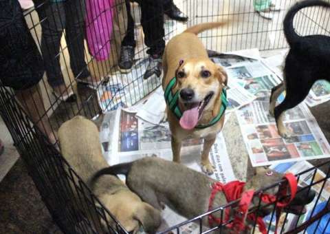 'Adotar faz Bem!' leva cães e gatos para feira de adoção em shopping de Manaus