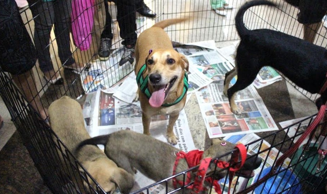'Adotar faz Bem!' leva cães e gatos para feira de adoção em shopping de Manaus