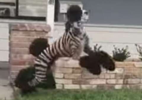 Estranho animal listrado chama a atenção da internet