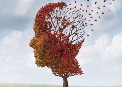 Óleo e tempero naturais ajudam a proteger memória 