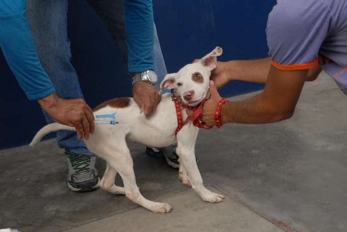 Mais de 5 mil animais são vacinados contra a raiva na zona Rural de Manaus