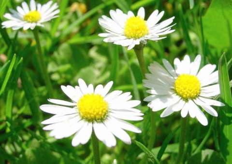 Planta pode auxiliar no tratamento contra eczemas e outros problemas de pele 