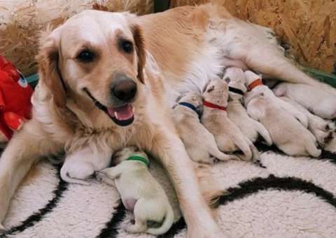 Filhote de golden retriever nasce com pelo verde na Escócia. Veja